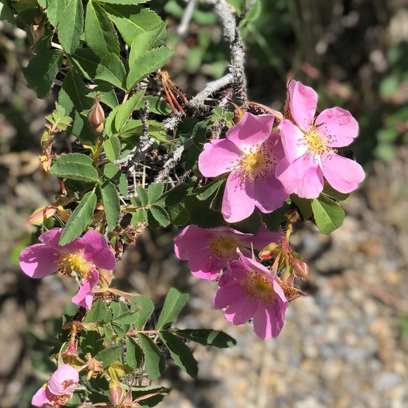 Meet your Posher, Wendy - Picture 1 of 1